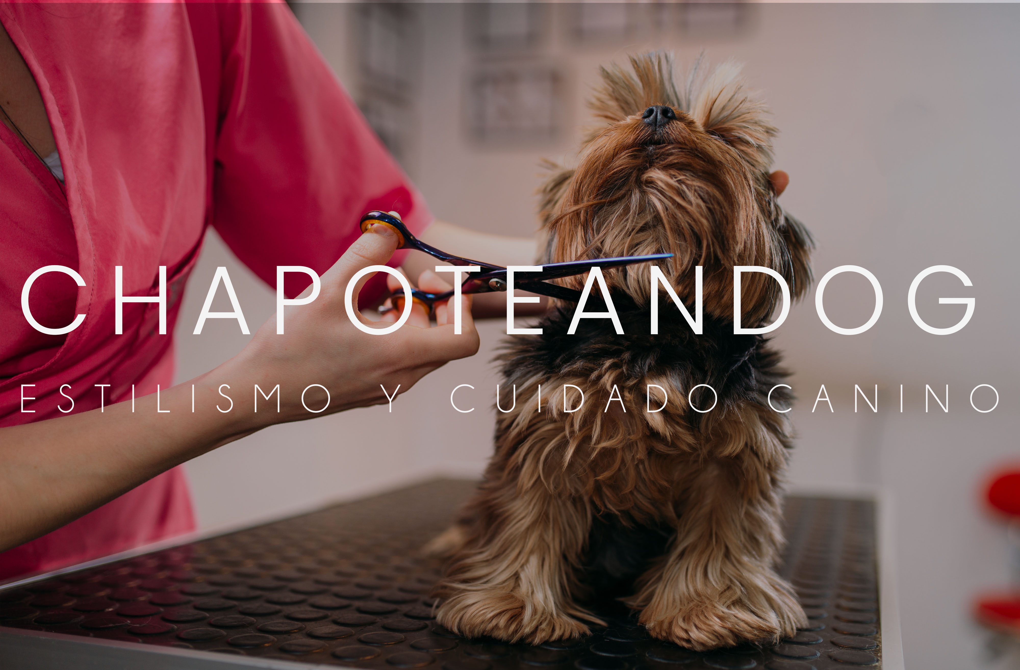 chapoteandog-tienda-de-estilismo-canino