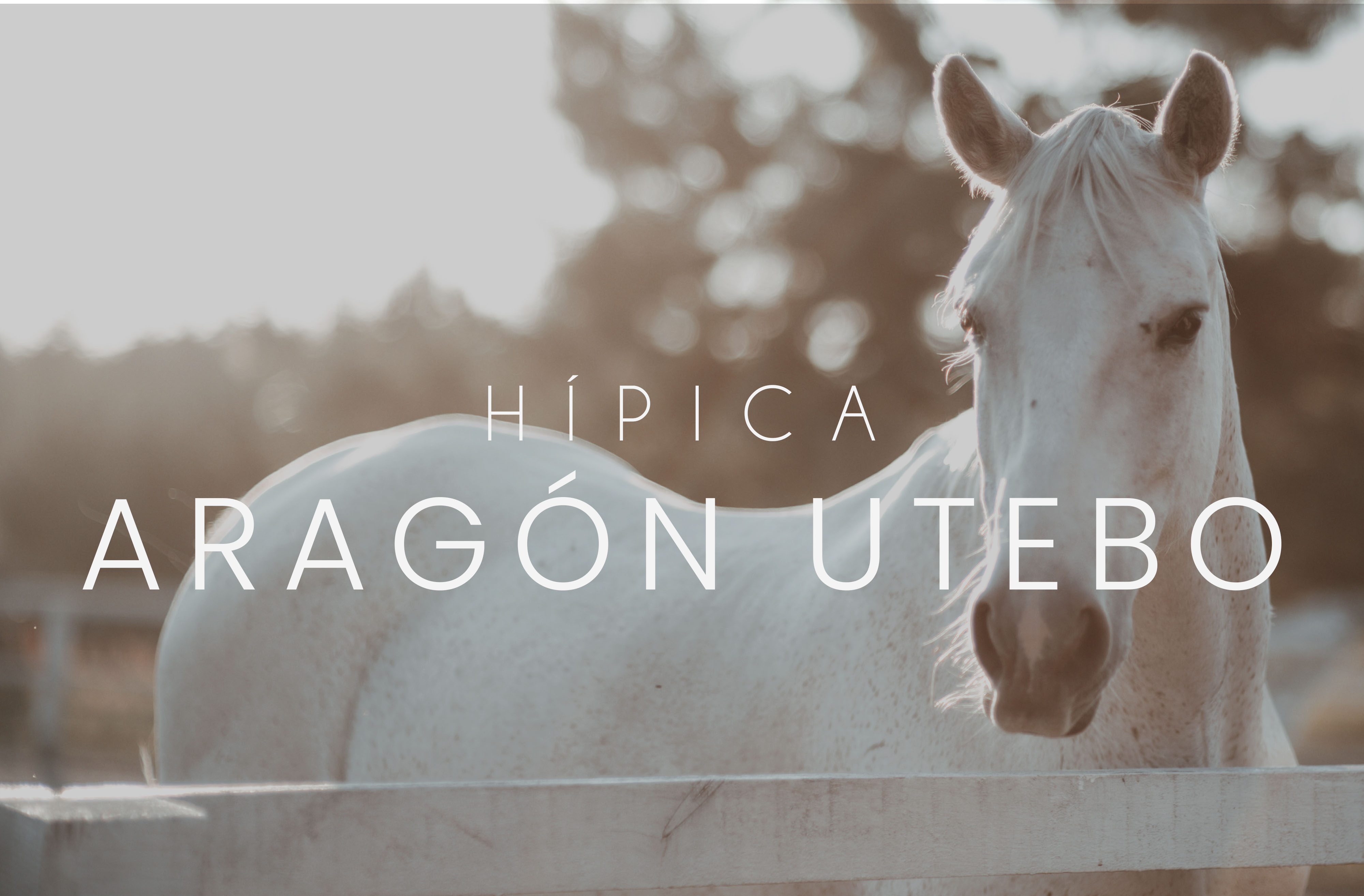 hipica-aragon-utebo-caballo-blanco-categoria-web-de-empresas-locales